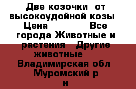 Две козочки  от высокоудойной козы › Цена ­ 20 000 - Все города Животные и растения » Другие животные   . Владимирская обл.,Муромский р-н